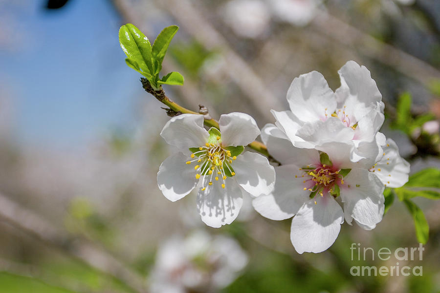 Almond Prunus dulcis blossoms w6 Photograph by Harel Stanton