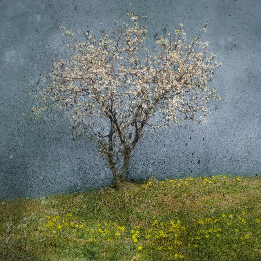Almond Tree Photograph by Jacqueline Van Bijnen
