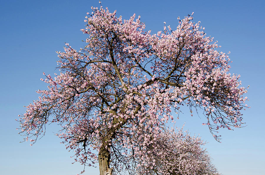 Almond Trees In Blossom Near Bockenheim, Weinstrasse, Rhineland-palatinate, Germany, Europe Photograph by Foto Herzig