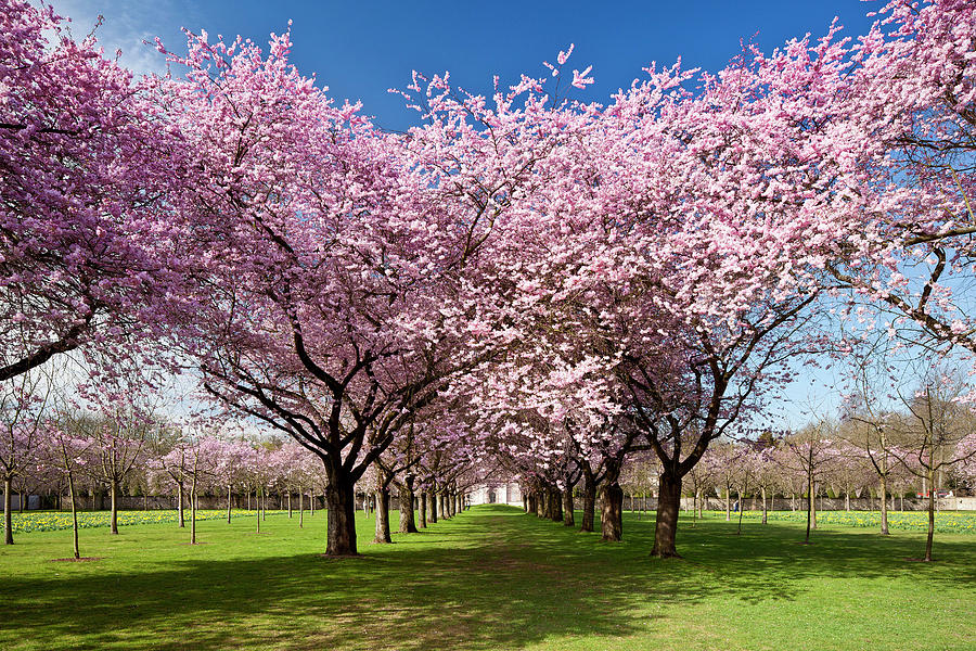 Almond Trees In Blossom Digital Art by Reinhard Schmid | Fine Art America