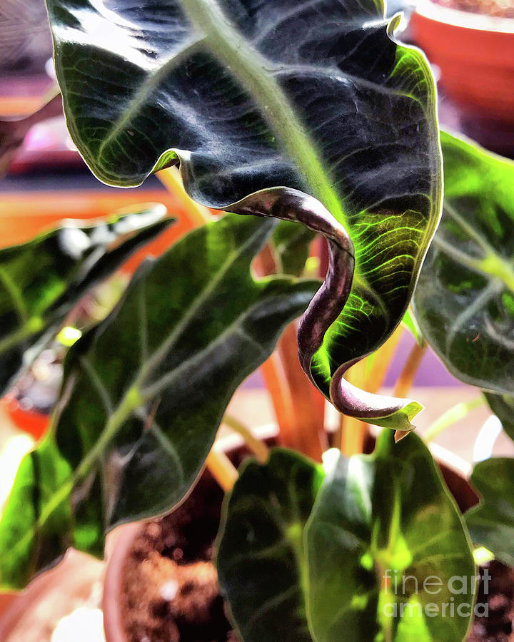 Alocasia Polly Photograph by HD Connelly