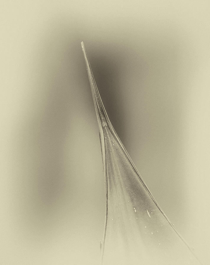 Aloe Abstract 4288-101418-3cr-antique Photograph by Tam Ryan