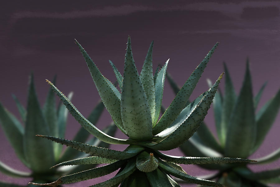 Aloe Aloe Aloe by Debi Dalio Aloe Aloe Aloe by Debi Dalio