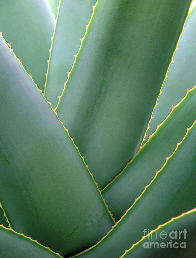 Aloe Arborescens Photograph By Vaughan Flemingscience Photo Library Pixels 2742