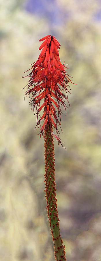 Aloe Beauty by Rick Furmanek Aloe Beauty by Rick Furmanek