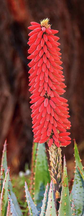Aloe Bloom by Rick Furmanek Aloe Bloom by Rick Furmanek