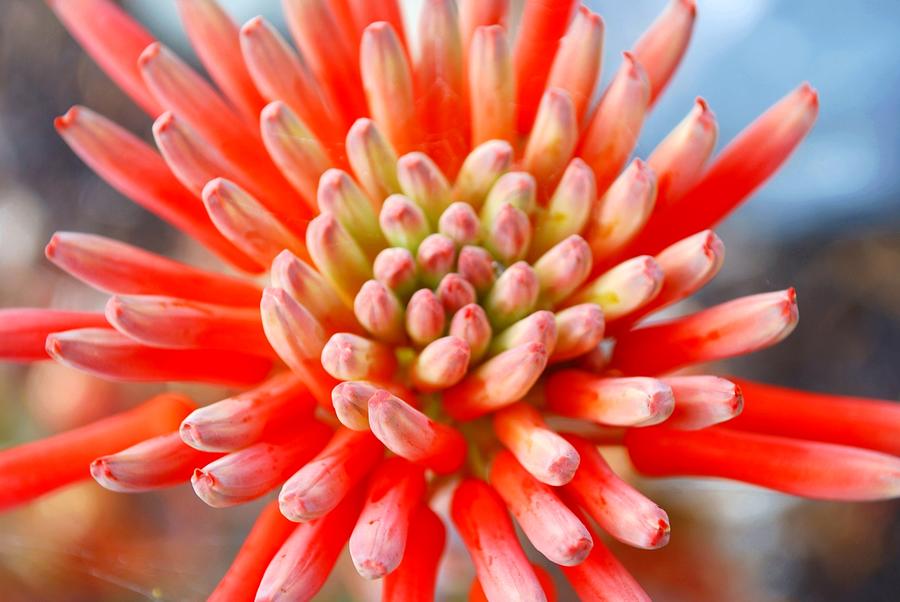 Aloe Flower Photograph by Lazingbee