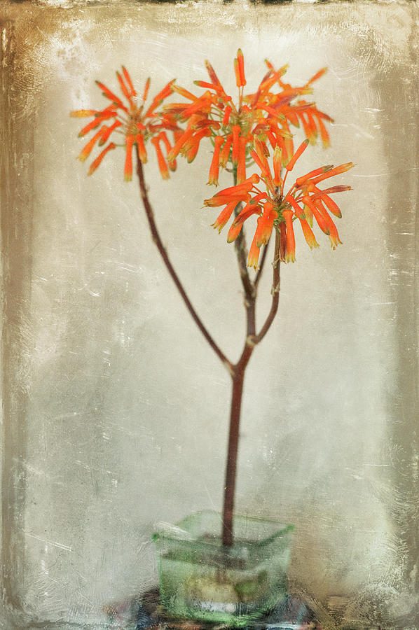 Nature Photograph - Aloe Maculata Bloom by Ian Logan