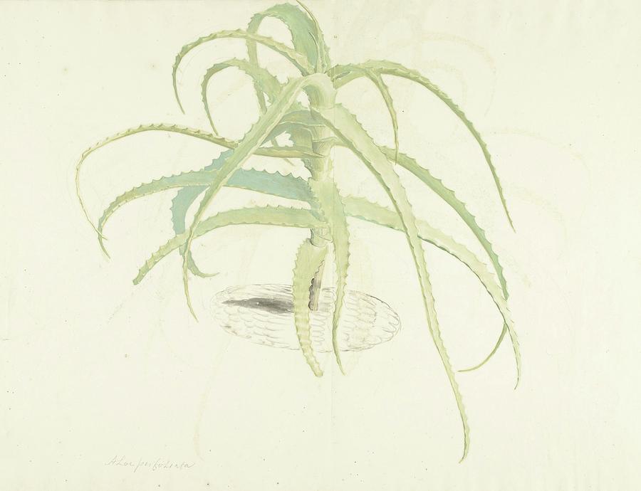 Pot Painting - Aloe Perfoliata by Herman Saftleven