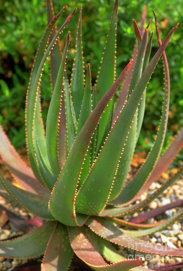 Aloe Succotrina. Photograph by Science Photo Library - Pixels