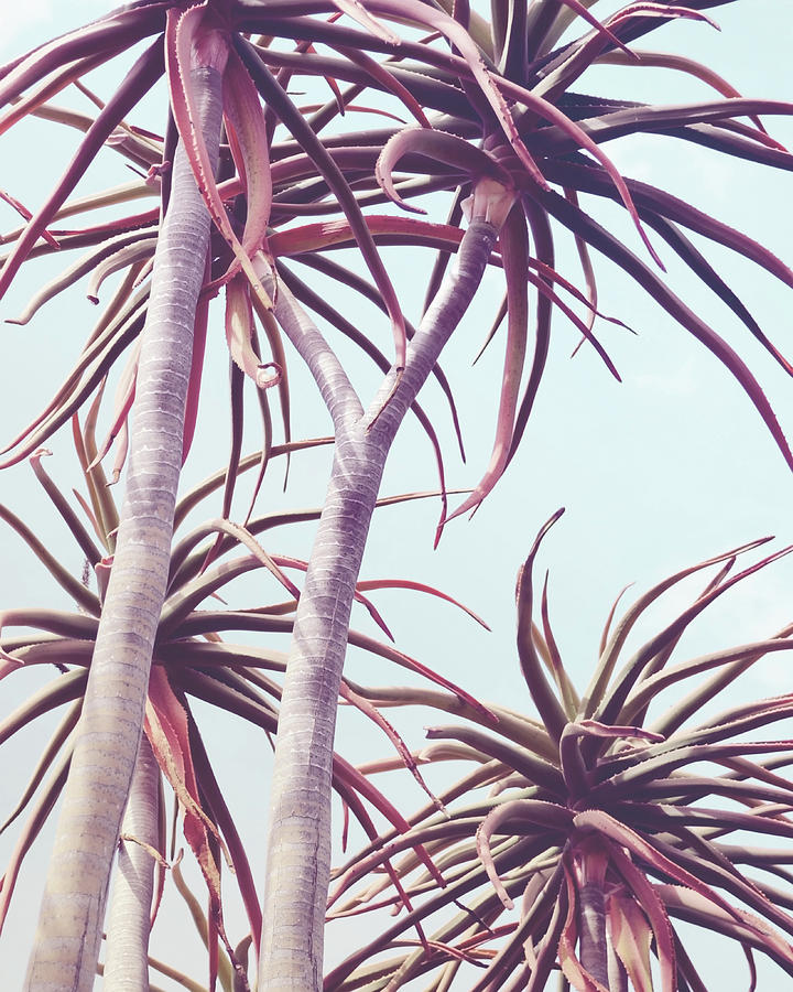 Aloe Trees Photograph by Lupen Grainne