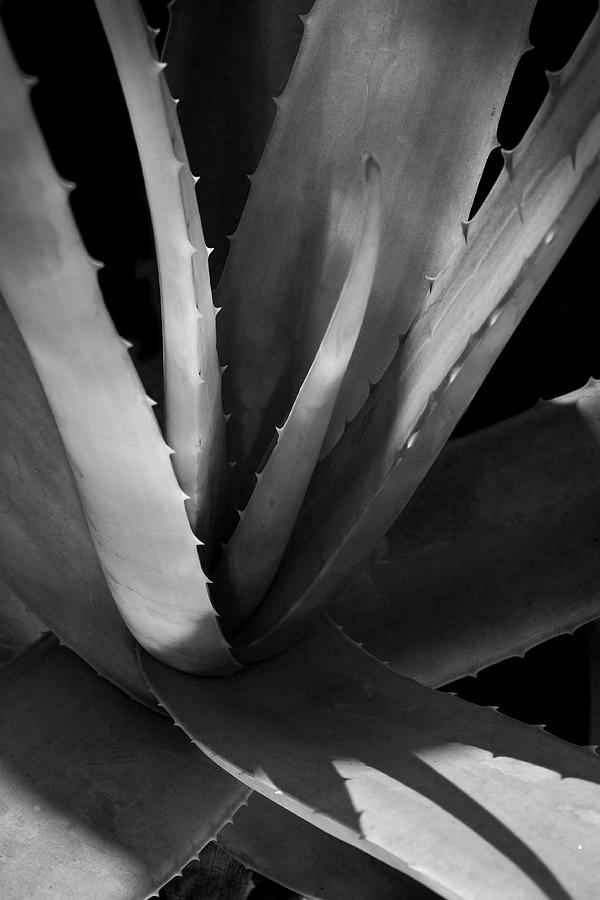 Aloe Vera Black and White Photograph by Jose Maria Vazquez Lopez - Fine ...