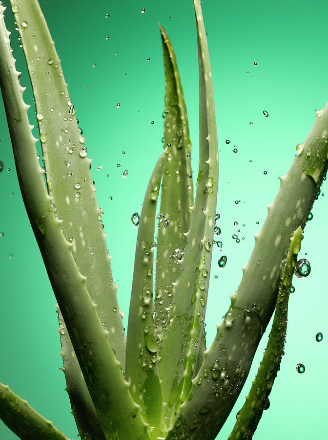 Aloe Vera Plant With Rain Drops Photograph by Jeffrey Coolidge