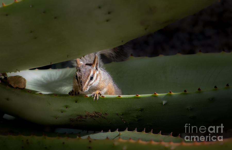 Aloe Visitor Photograph by Lisa Manifold