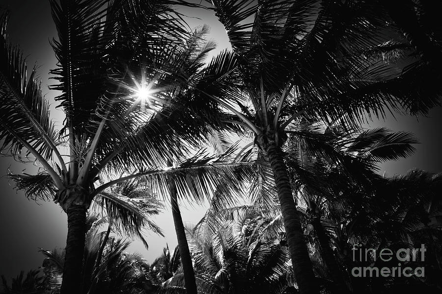 Aloha Palms Maui Photograph