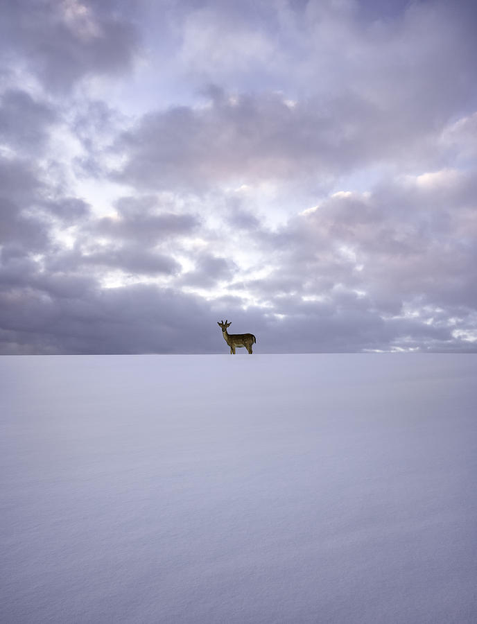 Alone Photograph by Christian Lindsten