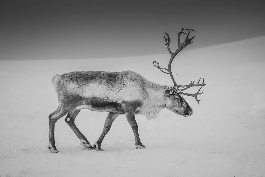 Alone In The Arctic Wasteland Photograph by Giovanni Venier