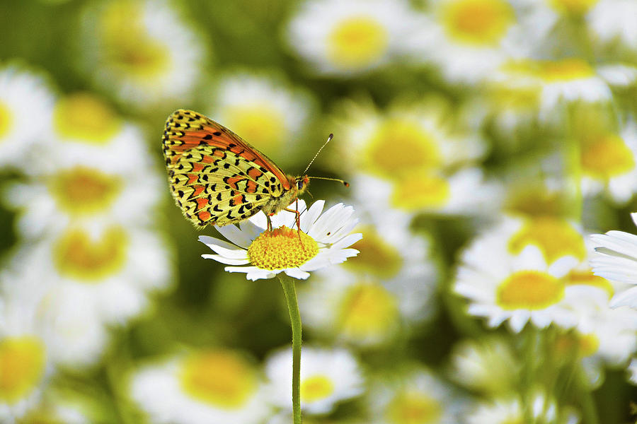 Alone in the Daisies by Darren Weeks Alone in the Daisies by Darren Weeks