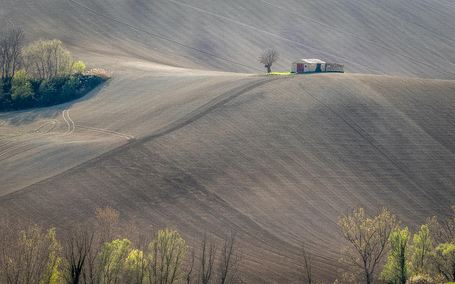 Alone In The Field Photograph by Sergio Barboni