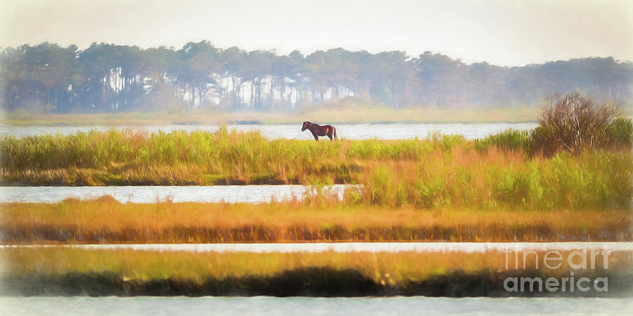 Alone in the Marsh Photograph by Kathy Sherbert