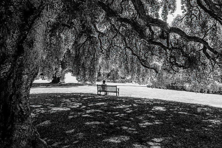 Tree Photograph - Alone In The Park by Michel Groleau