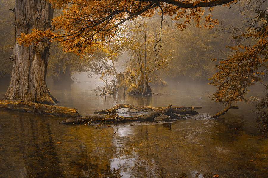 Tree Photograph - Alone In The Swamp by Norbert Maier