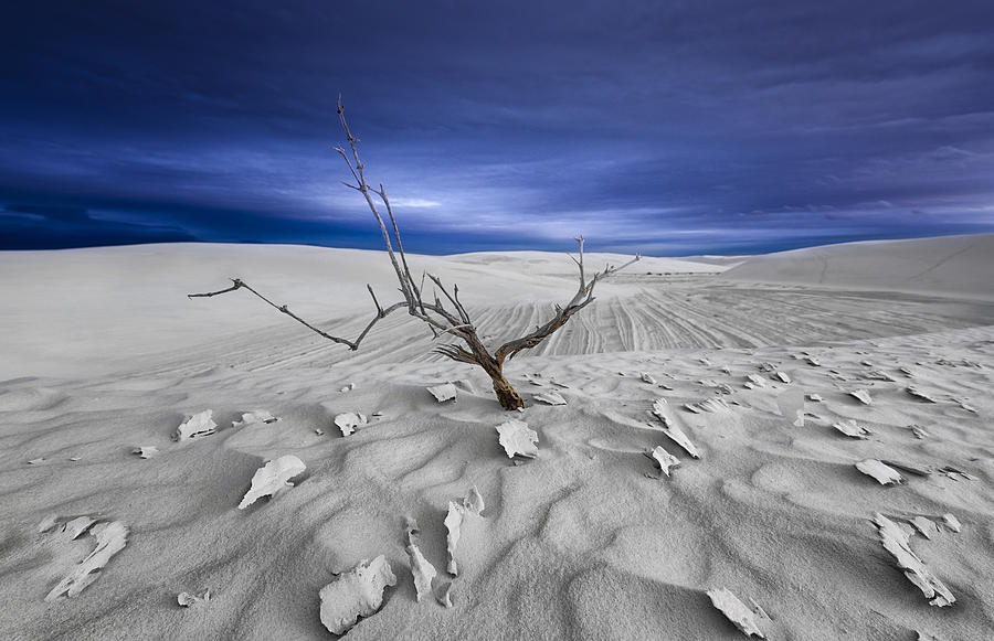 Tree Photograph - Alone by Larry Deng
