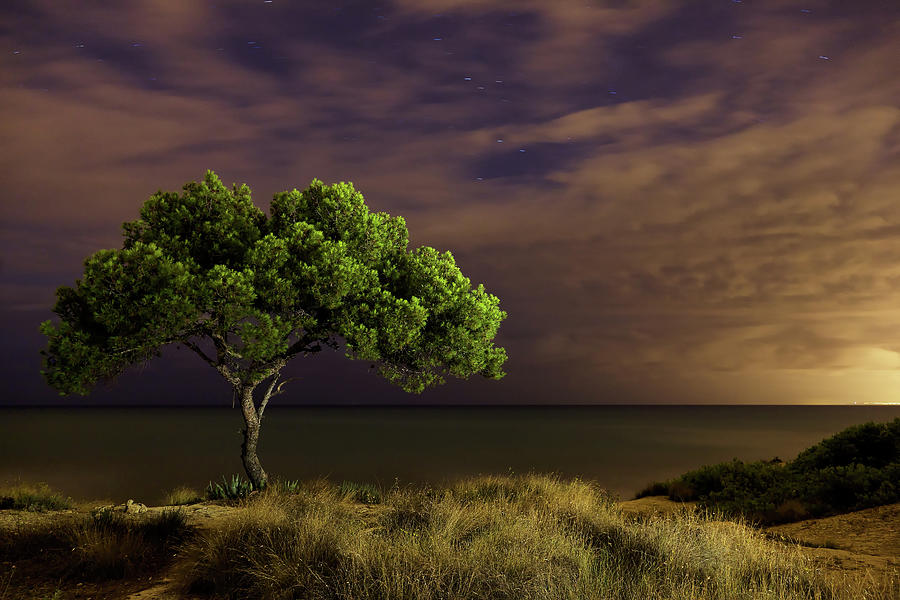 Alone Tree Photograph by Alex Stoen