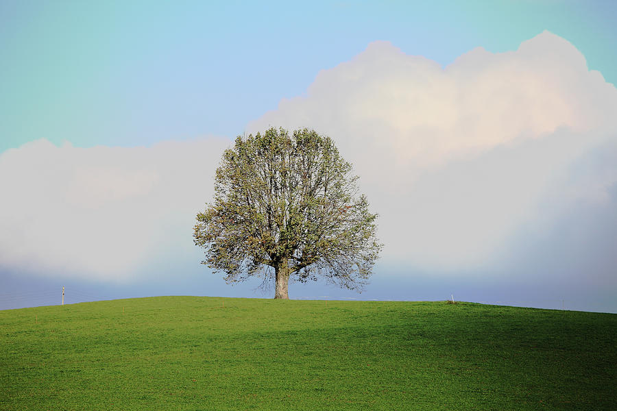 Alone Tree On The Top Of A Hill Photograph by Martial Colomb