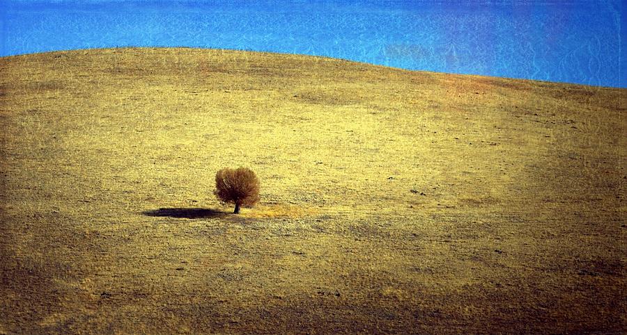 Tree Photograph - Alone under the sun by Rumiana Nikolova