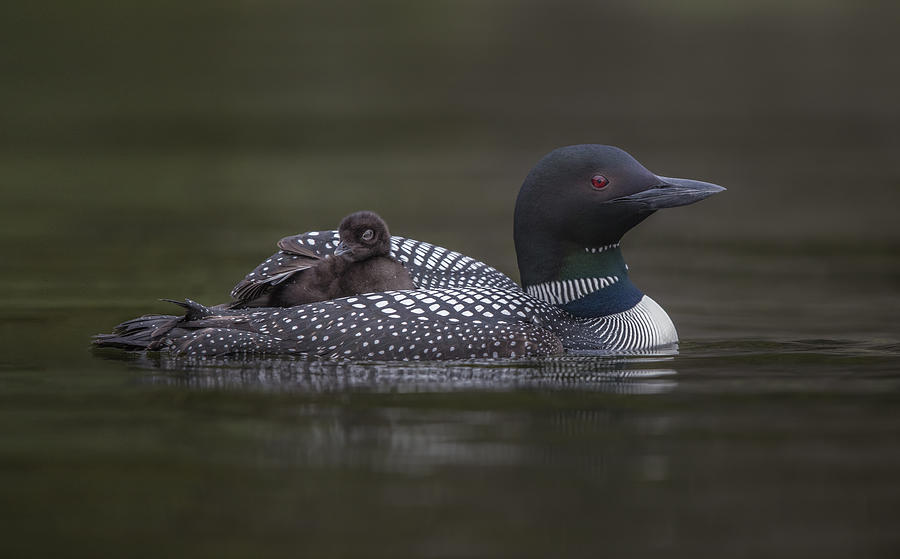 Loon Photograph - Along For The Ride by Greg Barsh