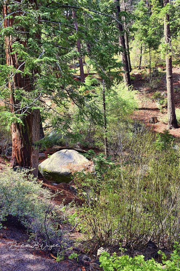 Along The Castle Rock Trail Photograph