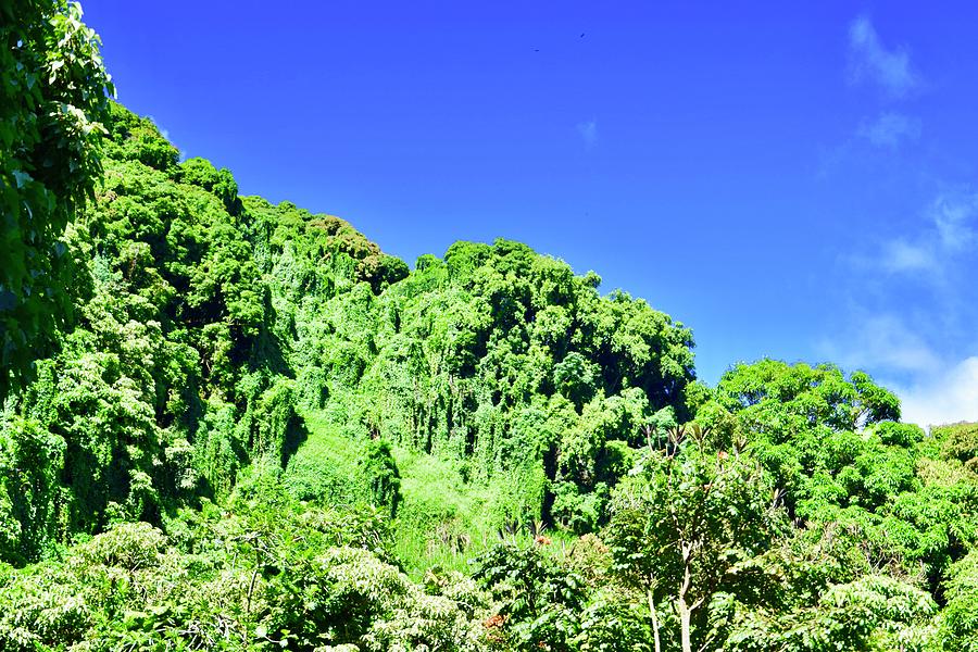 Waikamoi Ridge Bamboo Rain Forest, Hana Photograph by Bnte Creations