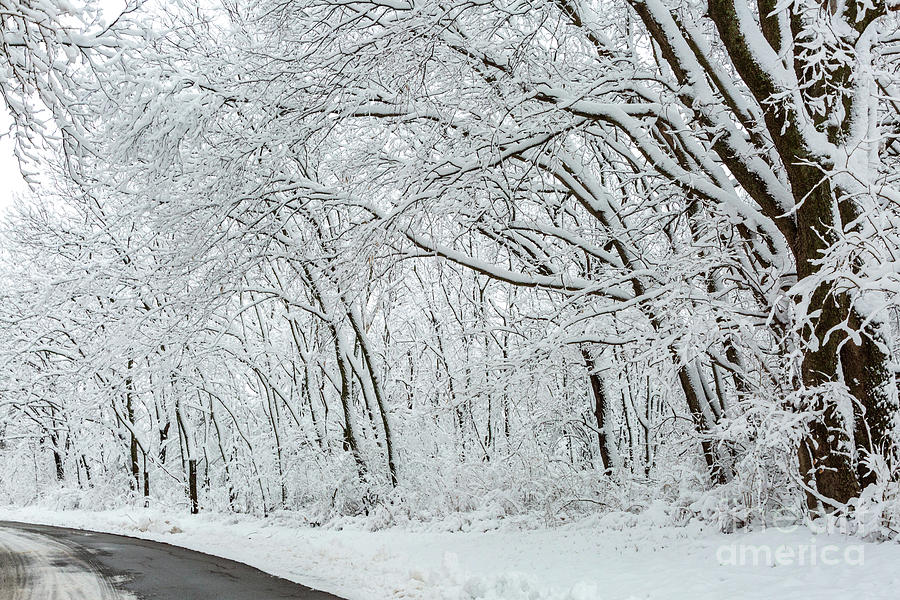 Along the Winter Road Photograph by Terri Morris