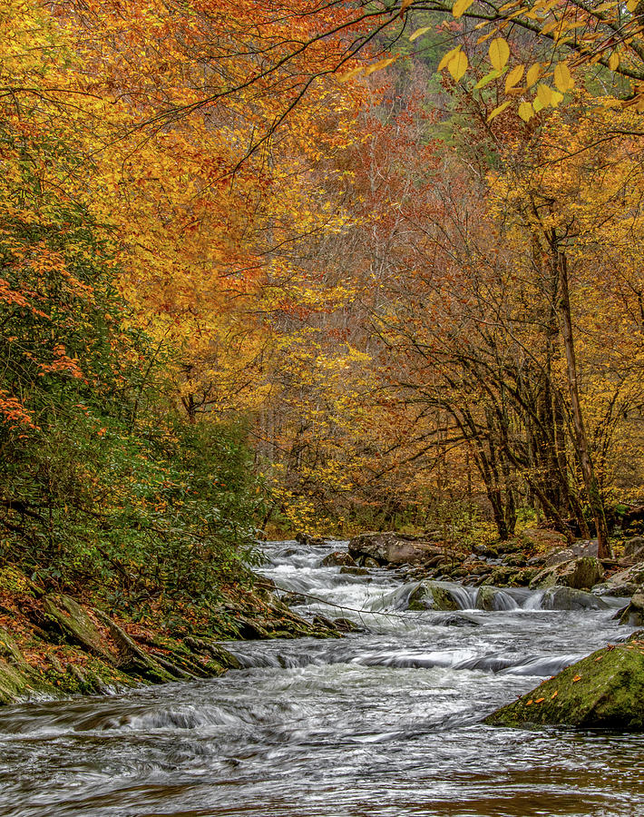 Alongside a Gentle Stream, Vertical View Photograph by Marcy Wielfaert ...