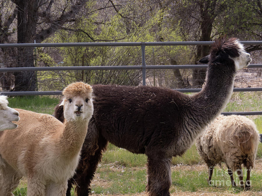 Alpacas Grazing by Christy Garavetto Alpacas Grazing by Christy Garavetto