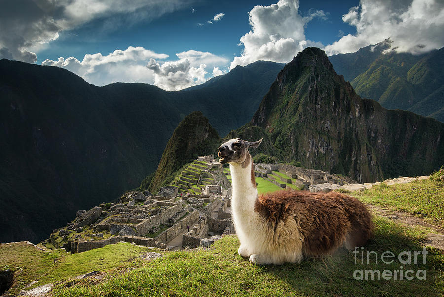 Alpaca And Machu Picchu Photograph by Stanley Chen Xi, Landscape And Architecture Photographer