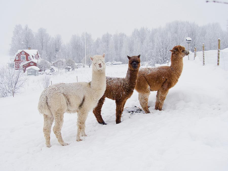Alpaca Animals In Winter In The North Of Sweden, Photograph