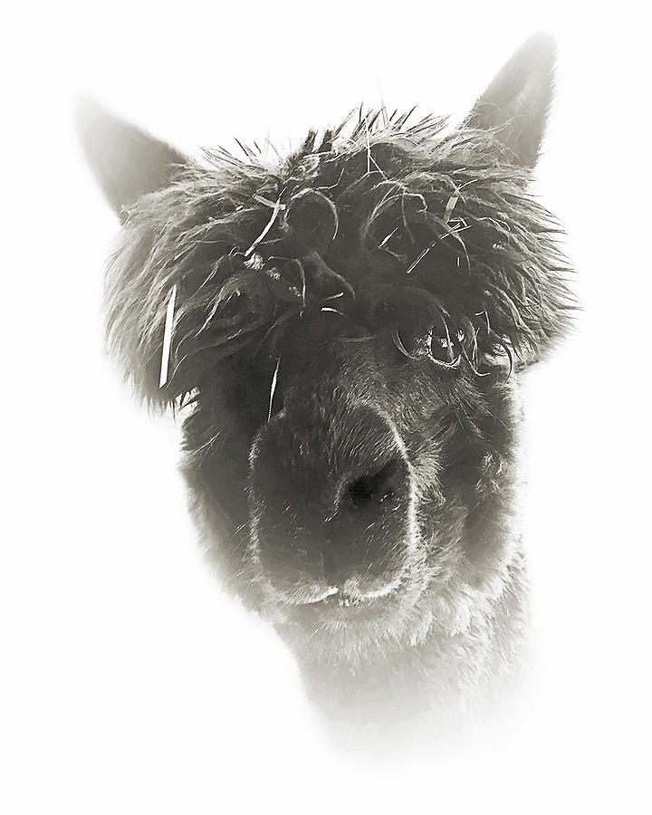 Alpaca Black Platinum Photograph by Don Schimmel