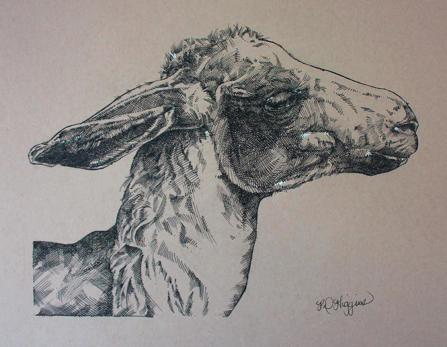 Alpaca  Painting by Derrick Higgins