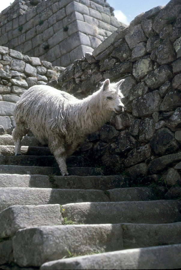 Alpaca descending Inca stairway Photograph by Steve Estvanik