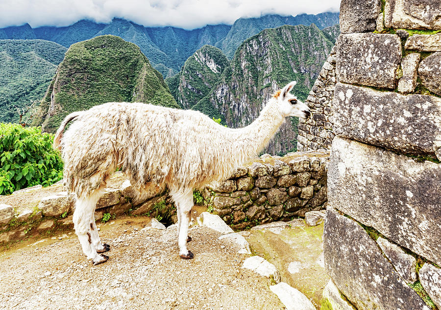 Incas – Alpaca