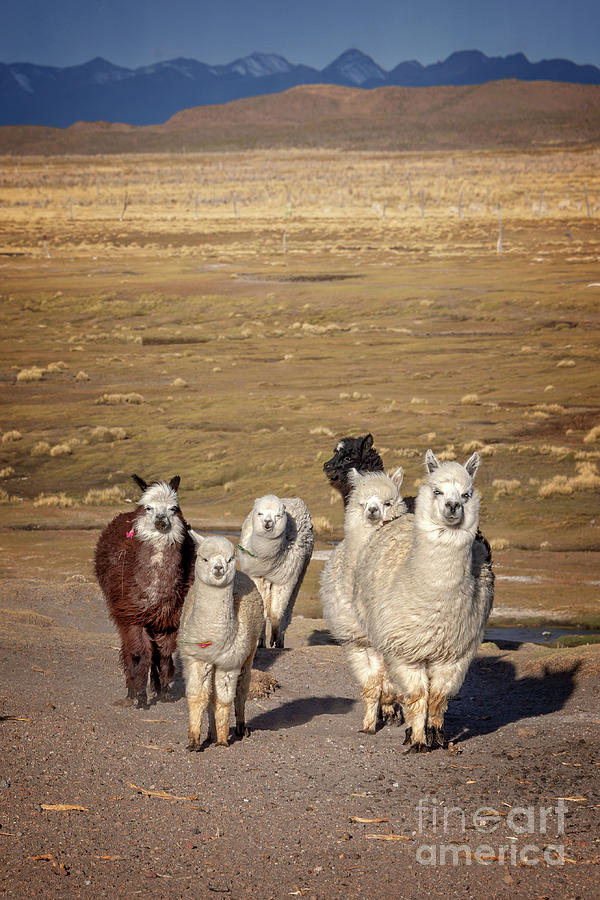 Alpacas in Bolivia Photograph by Delphimages Photo Creations