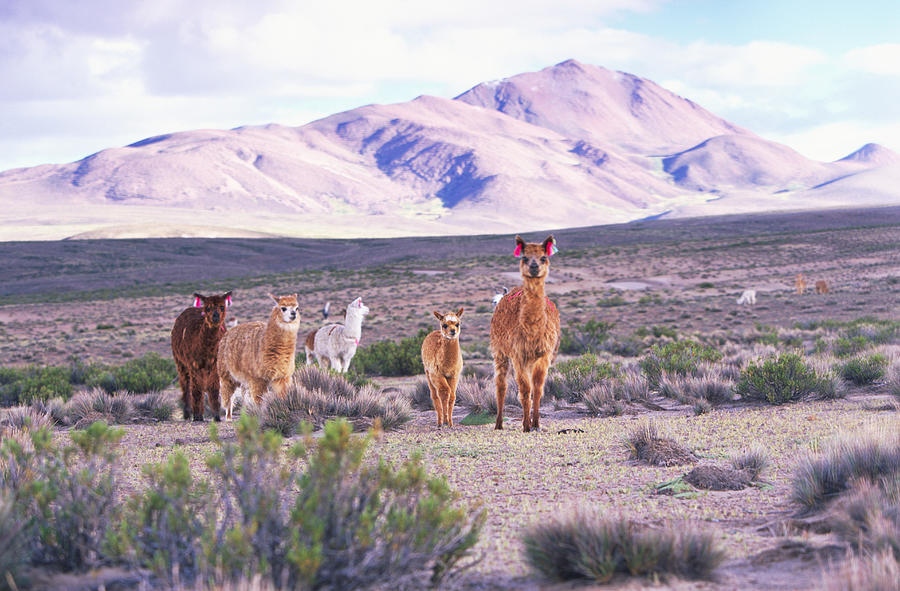 Alpacas Lama Paca Photograph by Art Wolfe