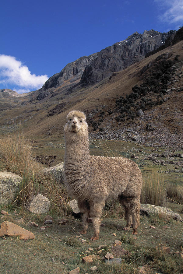 Alpacas Lama Pacos Huascaran National Photograph by Nhpa