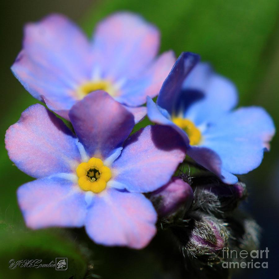 Alpen Forget Me Not Photograph By J Mccombie