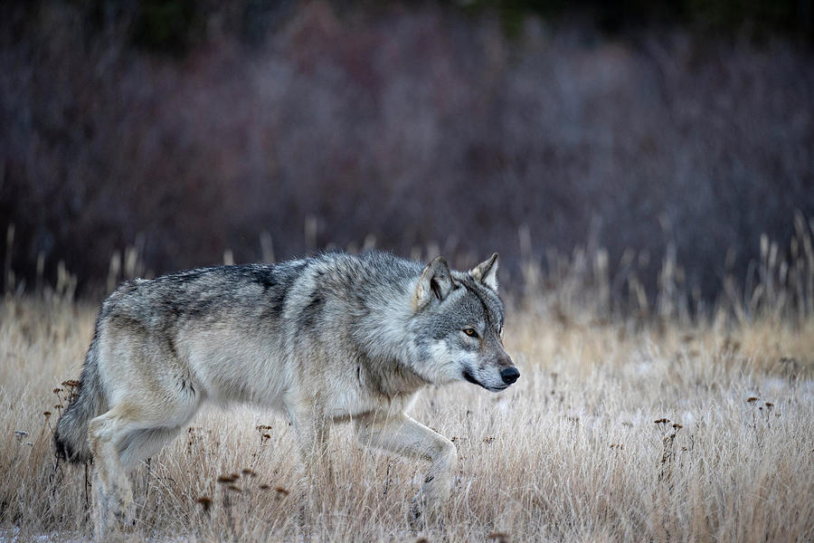 Alpha Male Timber Wolf Hunting In Snow, Canada Photograph by Kristel ...