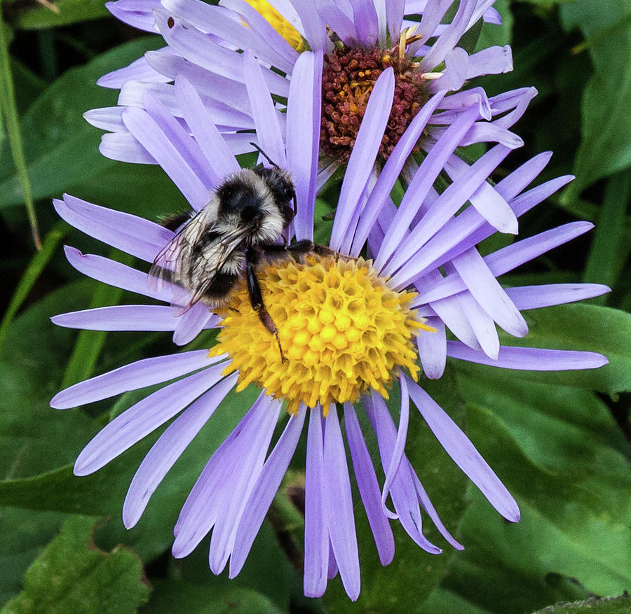 Alpine Aster at Glacier National Park by Lon Dittrick Alpine Aster at Glacier National Park by Lon Dittrick