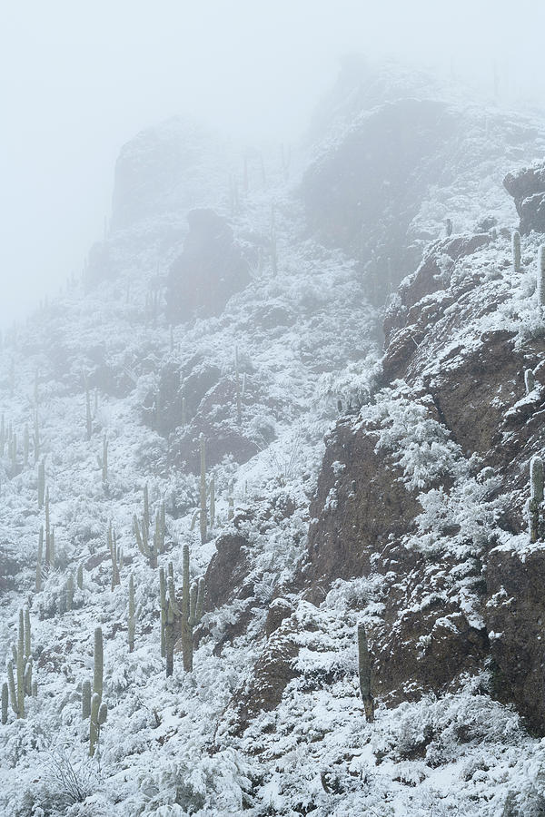 Alpine Cactus Photograph by James Covello