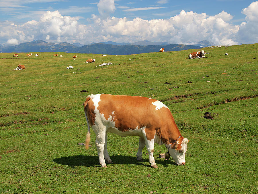 Alpine Cow Photograph by Goranstimac